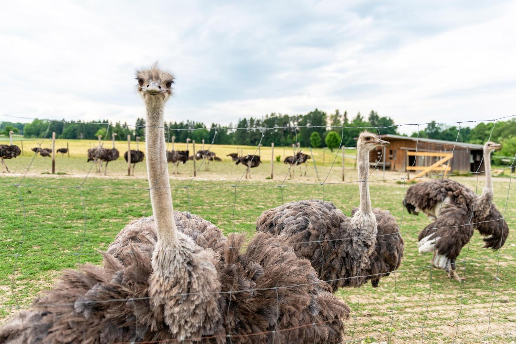 Beutenmuehle Straussenfarm Dach Owingen Ngoại thất bức ảnh
